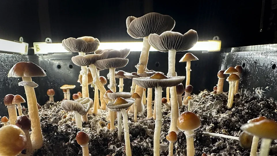 ПСИХОДЕЛИЧНА РЕВОЛУЦИЈА - САД ги забрзуваат процедурите за лекови од „магични печурки“ и ЛСД