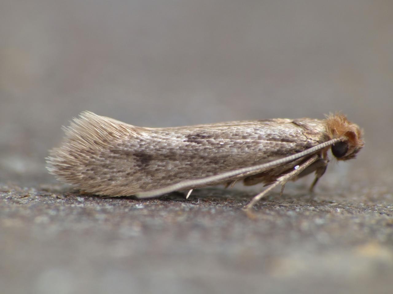 Кожурест молец (Tinea pellionella)