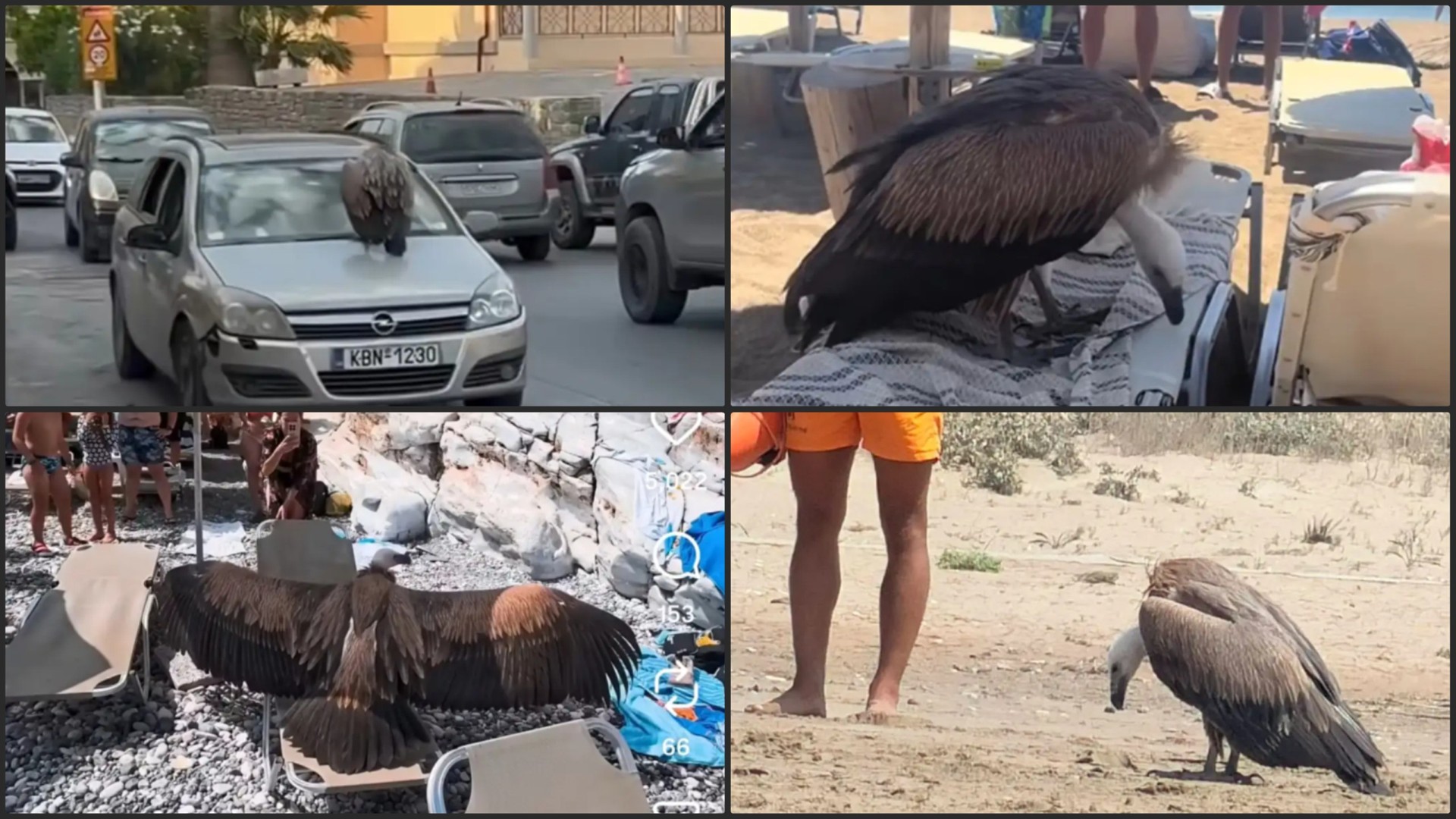 ФОТО + ВИДЕО | КРИТ ПОД „ОПСАДА“ НА МРШОЈАДИ: Исцрпени птици бараат спас од жештините кај туристите
