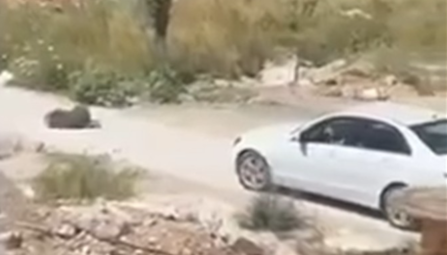 Македонка уапсена во Црна Гора: Осомничена дека намерно прегазила куче (ВИДЕО)