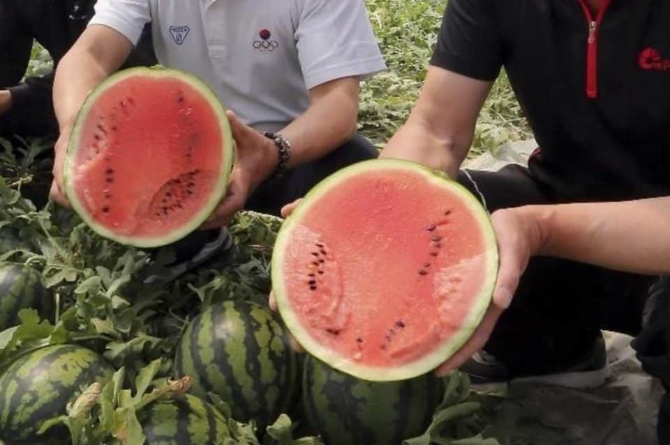 Експертите предупредуваат: Лубеницата не е добра за секого