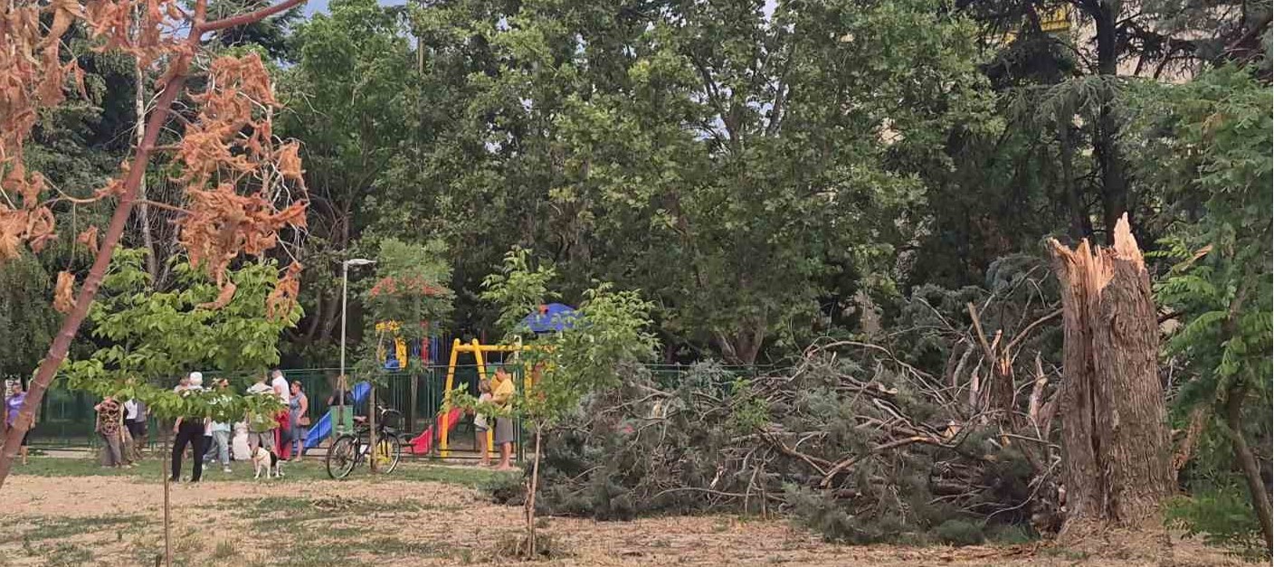 Силниот ветер урна дрво во Скопје – повредена 88-годишна жена