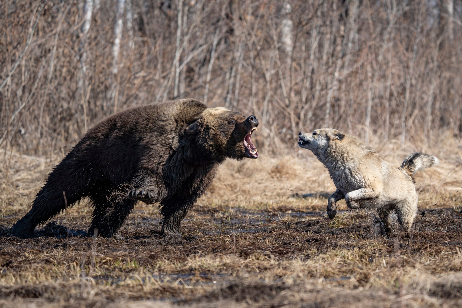 КУЧЕ СЕ СПРОТИВСТАВИ НА МЕЧКА ЗА ДА ГО СПАСИ СОПСТВЕНИКОТ: Не го преживеа нападот!
