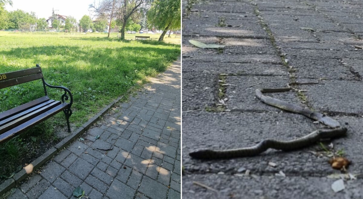 ПАНИКА МЕЃУ СКОПЈАНИ: Змии се појавија во Аеродром, Лисиче и кај Кванташки – граѓаните бараат итна реакција!